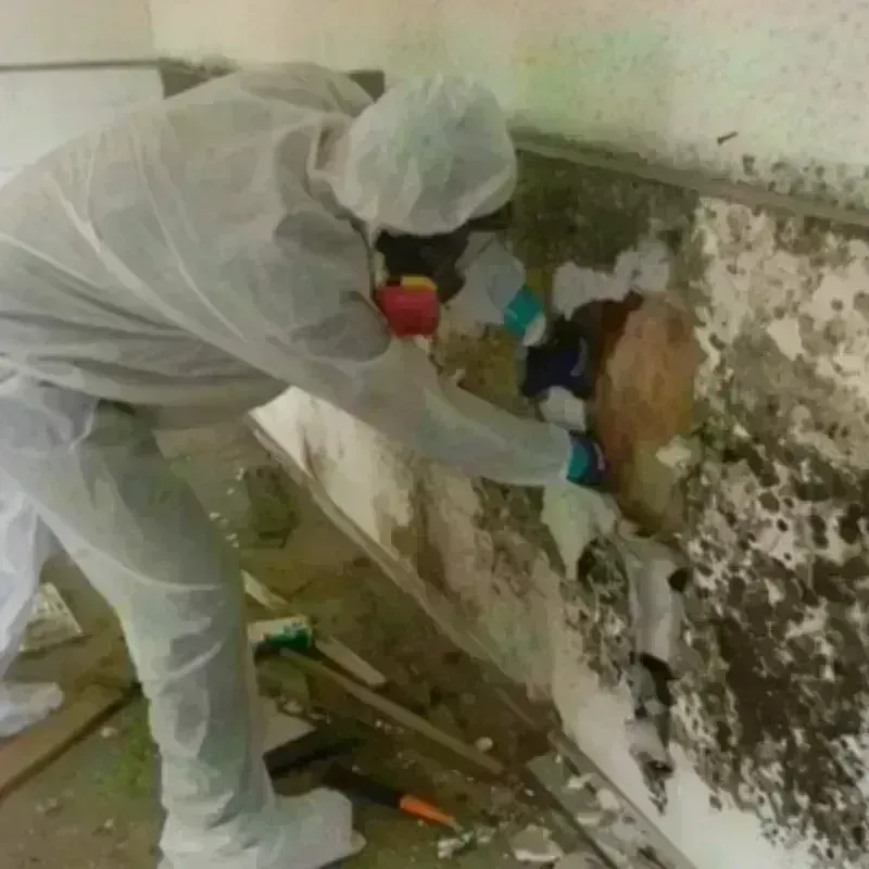 Mold Remediation and Removal in Marion County, FL